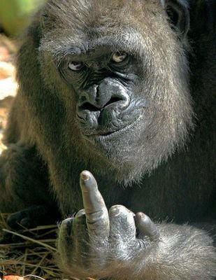 Gorillllllllaaaaaaaa