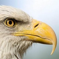 Rosewood High Sports (@rhs_eaglesports) 's Twitter Profile