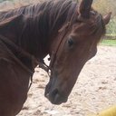 Afaf Khalfan (@57589988636742c) Twitter