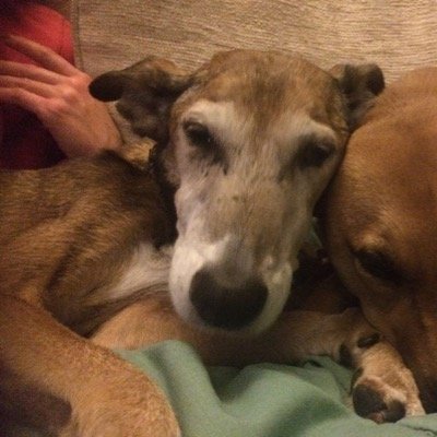 Murray26Ronnie's profile picture. 