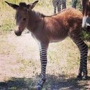 Madeleine Bailey - @madprima - Twitter