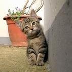 Ing. De Sistemas.Defensora de los animales, en especial de los Perros y Gatos!