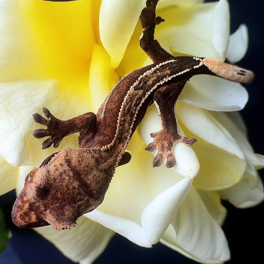 Hobby breeders of Chahous and Crested Geckos