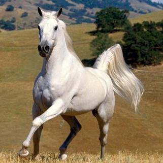 MiguelSem_'s profile picture. Evaluador de la Instancia de Evaluación PESA SAGARPA Oaxaca