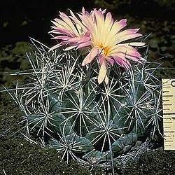 Soy un cactus さんのプロフィール画像