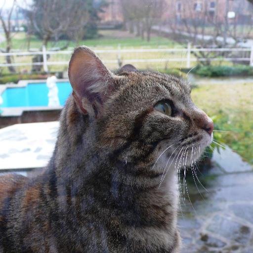 Appassionata di viaggi, musica, cani e  gatti