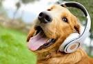 Sup dog pics and youtuber makesure to follow