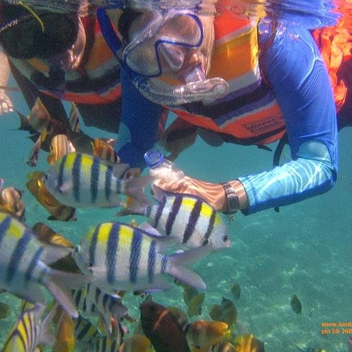 Sharing for Snorkeling & Diving Lovers | Love Nature