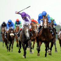 Horse Tips (@mfbettingtips) 's Twitter Profile