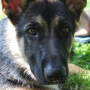 peter stec - @webkinz105 - Twitter