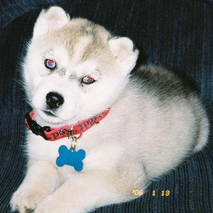dawnrbarker's profile picture. Tweeting about the things I love: Siberian Huskies, mountain biking, hockey, soccer, photography, exploring; and I write a little too