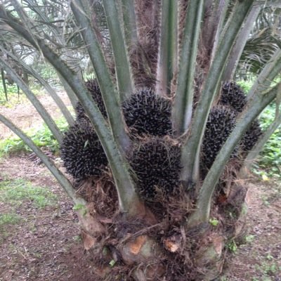 Venta de semillas de palma aceitera, asesoramiento en manejo de plantaciones, fertilización, control sanitario y mapas georeferenciados.