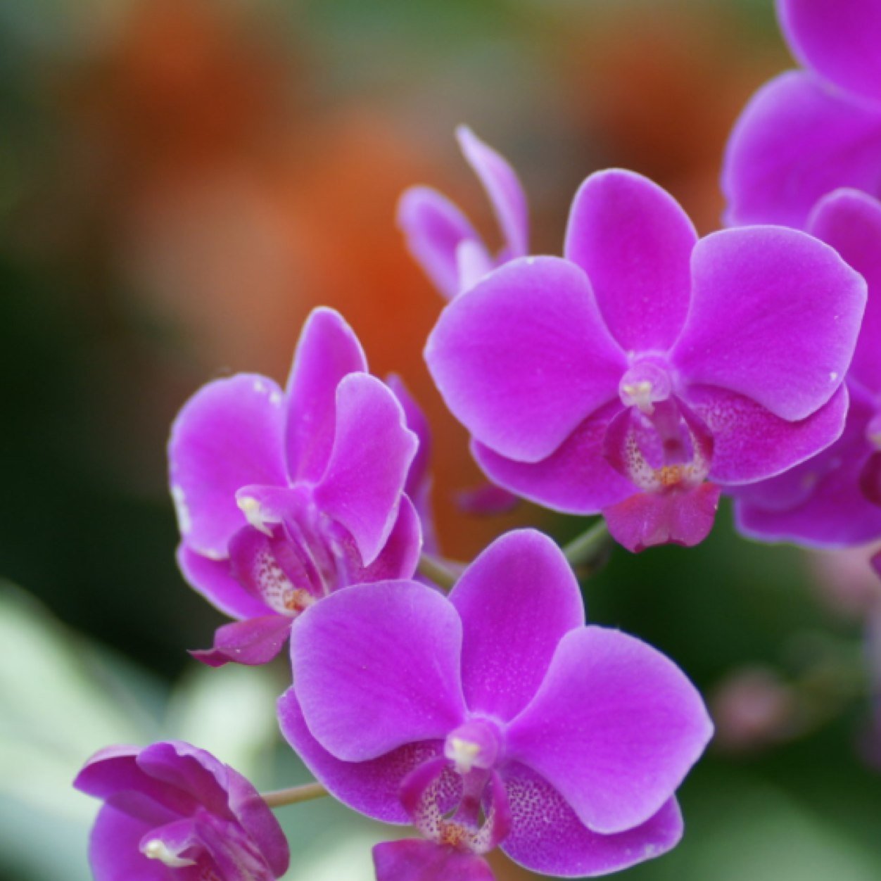 Flower_FanLover's profile picture. Hi!!! I Love Flowers!! Do u?  I like Plants too and NATURE!!! I will research about Nature and tell u about them! I wont be talking much though!