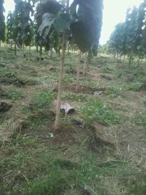 Establecimiento y mantenimiento de plantaciones forestales