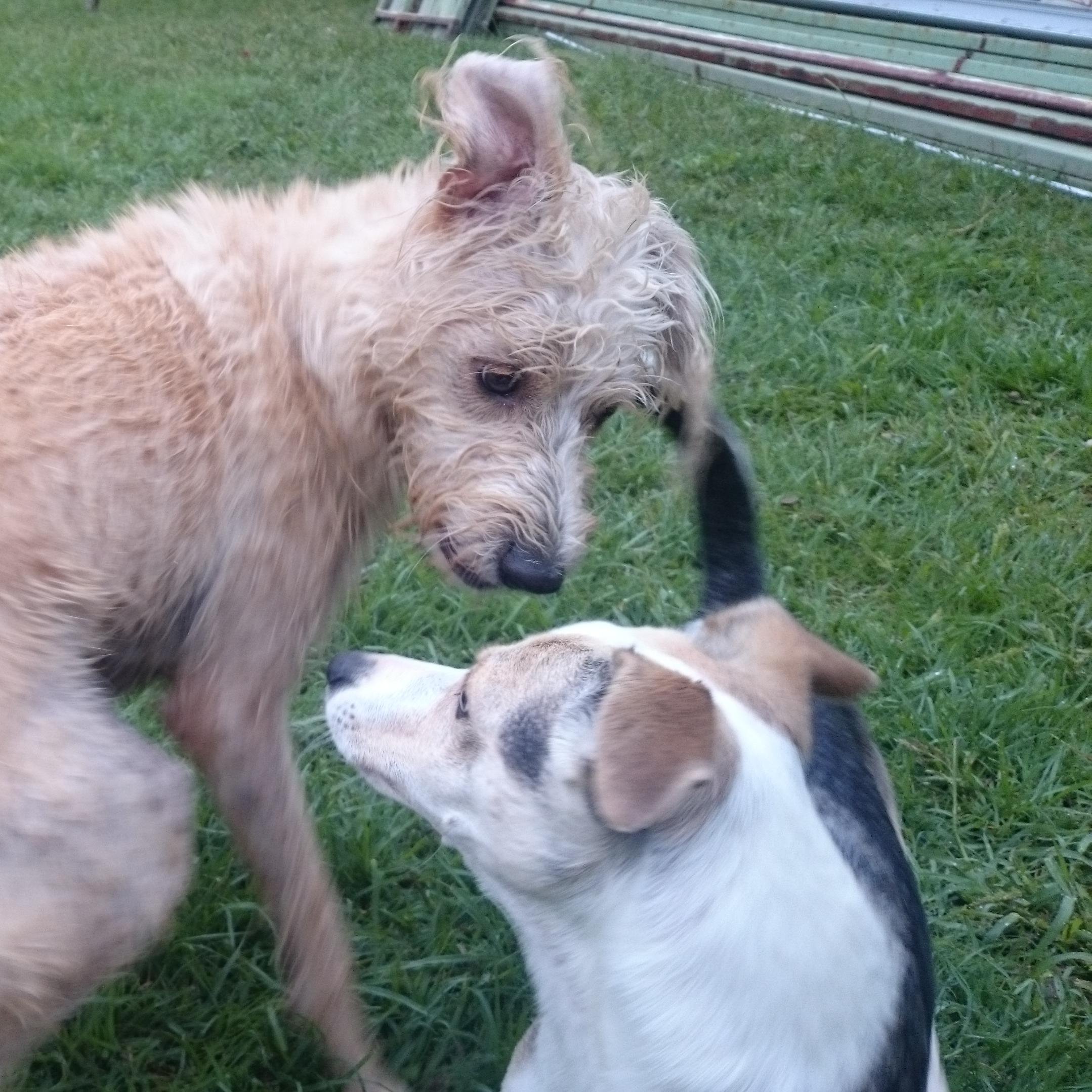 the_eloquent's profile picture. 