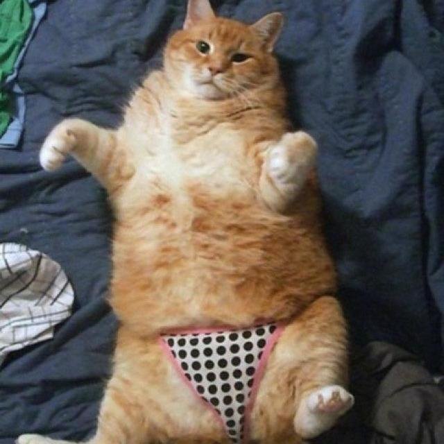 itstuesdaymiaw's profile picture. just a simpl e friendly neighborhood cat named tuesday