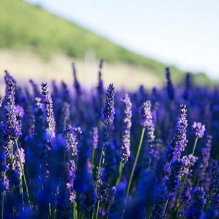 Naturally_YLEO's profile picture. 