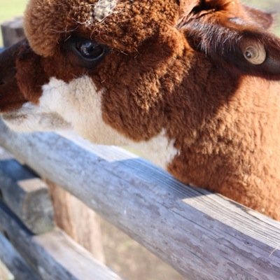 toieiha Profile Picture