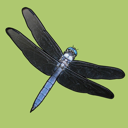 DrgnFlyHlthFood's profile picture. 