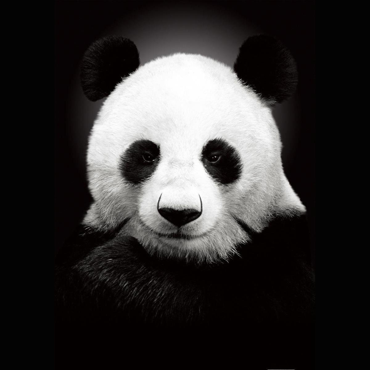 Im a beatboxer and I love pandas