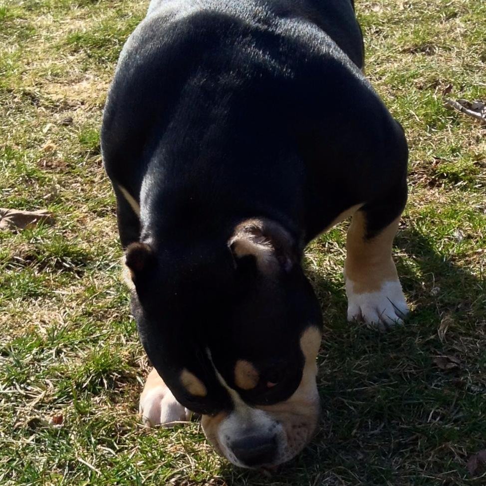 Grand Royal Bullies has some of the best American Bullies and Exotic Bullies in the world today.