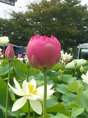 ledline48941's profile picture. 