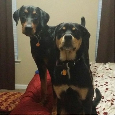 JordanPerske's profile picture. I love tom hiddleston as person and nothing more  and i love loki, im a follower in christ jesus,i love to sing, act, dance, and draw i also love to go fishing