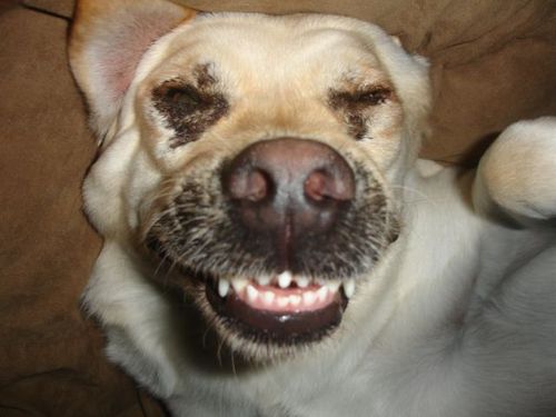 Adopt a shelter pet.