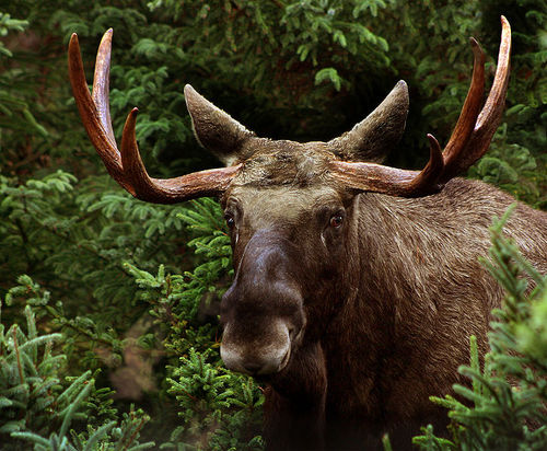 Just a friendly animal who loves to roam around the woods in Southern Sweden. I really enjoy a good movie whenever I get the chance.