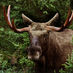 South Swedish Moose (@swedish_south) Twitter profile photo