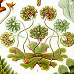 Bryophyte papers Profile