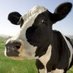 SWDS (@swdairyservices) Twitter profile photo SWDS (@swdairyservices) Twitter profile photo