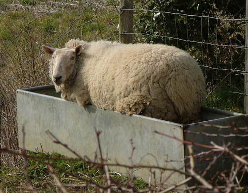 MillfieldLammie's profile picture. I am a sheep