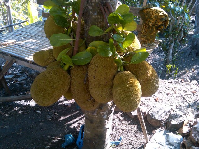 Doupanggi's profile picture. 