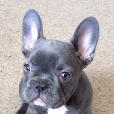 Im Rocky A Blue French Bulldog!