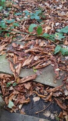 halil_nikki's profile picture. 