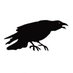 De Raaf (@deraaftweets) Twitter profile photo