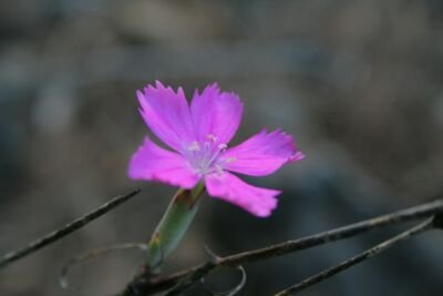 laurallopo's profile picture. Caminante, son tus huellas
el camino y nada más...  A. Machado.