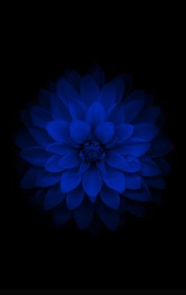 1_abazi's profile picture. xoxo