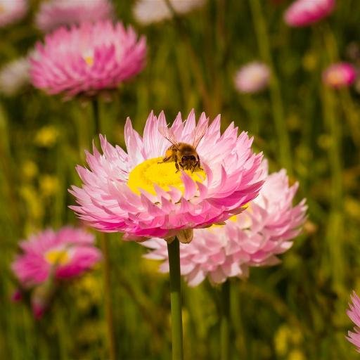 Txibiritiri's profile picture. Txibiriteatzen, txibiriteatuz... Txibiritiri!