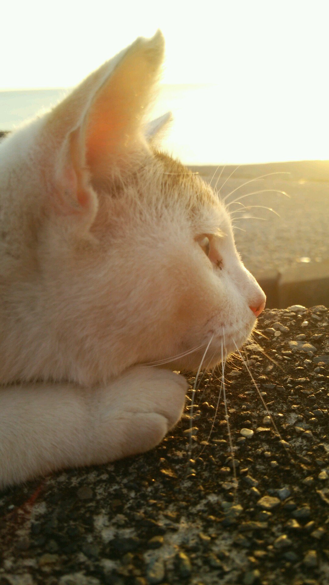 ちおんさんのプロフィール画像
