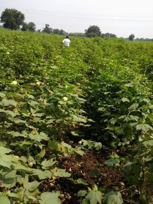 we provide information on cotton