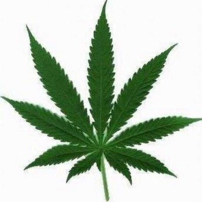 weedluver420's profile picture. weed is love weed is life #lifestlye
posting all things marijuana