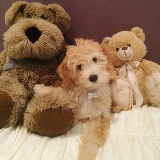 Just Labs Kennels specializes in miniature labradoodle, goldendoodle, and doubledoodle breeding.
http://t.co/hk3qw2iNaY