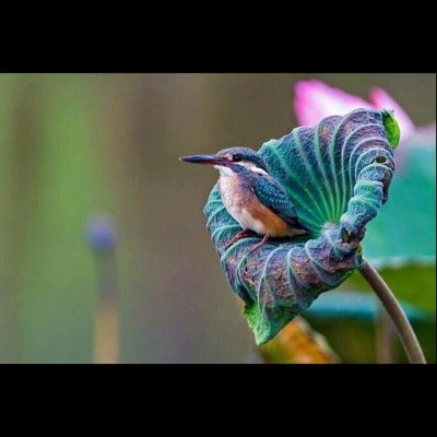 majedahsuhibani's profile picture. 