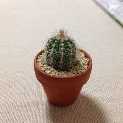 ギターを弾いて毎日楽しんでおります。ヤクルトファンです