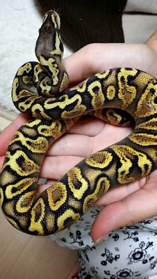ツレにも言えず  ひっそりボール飼育楽しんでます　