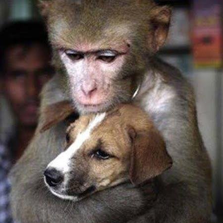 Animalista, soñadora, creo en un mundo mejor para los animales.