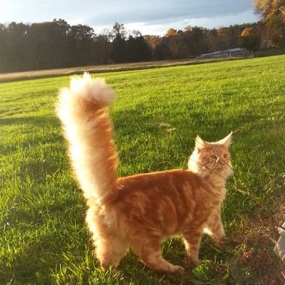 CoolCoonTilly's profile picture. Hey ladies, you know what they say about a male cat with a long, bushy tail ;)  Follow me right meow!