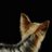 a89729878's profile image